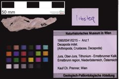 Foto (Objekt + Etiketten) von Decapoda indet. (NHMW-GEO-1990-0041-0215)